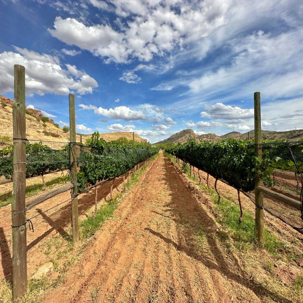 Ruta del Vino Chihuahua Tres Rios